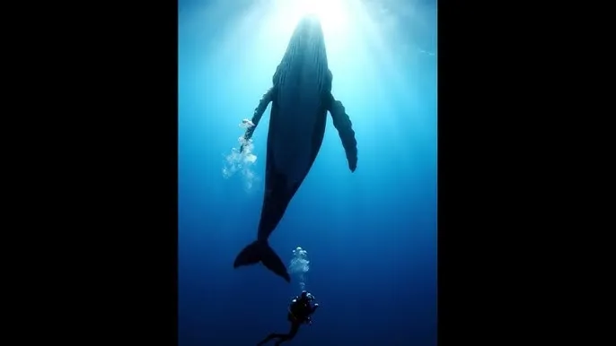 孙艺洲和李金铭 - 深蓝星球：探索海洋深处的未知世界